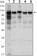 HK1 Primary Antibody MP30084 [M7A7]