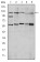HIF1A Primary Antibody MP30195 [M1A3]