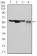 G6PD Primary Antibody MP30284 [M5E12]
