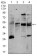 CD5 Primary Antibody MP30400 [M6A11]