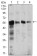 CAMK4 Primary Antibody MP30438 [M8C5B8]