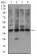 ZFP42 Primary Antibody MP30510 [M5E11E7]