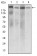 DNMT1 Primary Antibody MP30541 [M7C11A2]