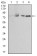 EZR Primary Antibody MP30771 [M6F1C3]
