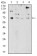 PRDM5 Primary Antibody MP30908 [M7D4C12]
