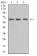 VEGFA Primary Antibody MP30971 [M6G5B5]