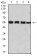 BIN1 Primary Antibody MP31050 [M3B6A4]