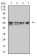 CD2 Primary Antibody MP31058 [M3D1B4]