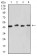 KRT19 Primary Antibody MP31131 [M8H1A8]