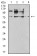 CD120B Primary Antibody MP31554  [M2H11C2]