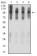 ATXN1 Primary Antibody [M4C7B11]