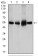 SLC2A4 Primary Antibody MP30445P [M3G10A3]