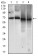 MCAM Primary Antibody MP30505 [M6C3E6]