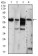 EIF2AK2 Primary Antibody MP30680 [M6H3A10]