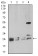 Rab5a Primary Antibody MP30929 [M2E8B11]
