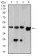 SH3GL1 Primary Antibody MP30961 [M4B4C2]