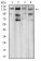 PLCG1 Primary Antibody MP30963 [M3H1C10]