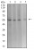 ASF1B Primary Antibody MP31191 [M6G7G4]