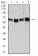 CD66A Primary Antibody MP31433 [M7B9G3]