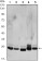 CBX1 Primary Antibody MP20425 [M5A3]