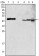 GOT2 Primary Antibody MP30004 [M3E9]