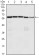 CDC25C Primary Antibody MP30022 [M1F12]