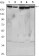 RICTOR Primary Antibody MP30090 [M7B3]