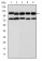 BMPR2 Primary Antibody MP30183 [M1F12]