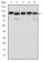 BMPR2 Primary Antibody MP30184 [M3F6]