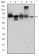 JUP Primary Antibody MP30270 [M4C12]