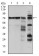RAF1 Primary Antibody MP30325 [M4G4]
