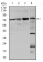 FOXO1 Primary Antibody MP30327 [M3B6]