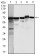 MSN Primary Antibody MP30338 [M2C12]