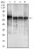 CK5 Primary Antibody MP30496 [M2C2B4]