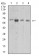 CPV-NS1 Primary Antibody MP31093 [M2B5B7]