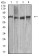 MMP2 Primary Antibody MP31126 [M2B11E6]