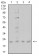 CIRBP Primary Antibody MP31147 [M6E12B3]