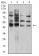 TFAP2A Primary Antibody MP31169 [M2H9B5]