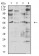 CHRNA2 Primary Antibody MP31267 [M7G12H9]