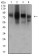 CD44 Primary Antibody MP31427 [M7F4F1]