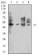 CD213A1 Primary Antibody  MP31567 [M8A3E3]