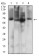 PCK2 Primary Antibody  MP31700  [M3D3E11]