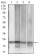 MGMT Primary Antibody MP30837 [M1A11F8]