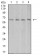 VEGFA Primary Antibody MP30970 [M6G5A10]