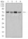 SYK Primary Antibody MP31103 [M3D1G10]