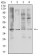 TNFSF11 Primary Antibody MP31305 [M3H8A7]