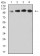 CD106 Primary Antibody MP31489 [M6A11C3]