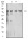 IL10RB Primary Antibody  MP31565 [M1D12C12]