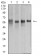 KRT10 Primary Antibody MP31134 [M1C3D9]