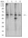 CDC37 Primary Antibody MP31159 [M6B3B5]